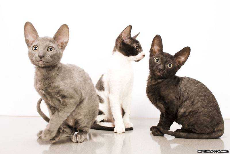 Кошка. содержание, уход, кормление; вакцинация; проблемы поведения – ветеринарные клиники ушихвост, полный спектр услуг для животных.