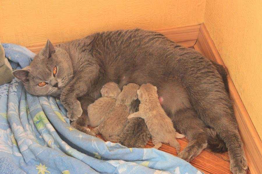 Сколько котят рожает кошка: всё о кошачьей беременности от а до я. ваша кошка «в положении» - сколько может родить молодая кошка - автор екатерина данилова - журнал женское мнение