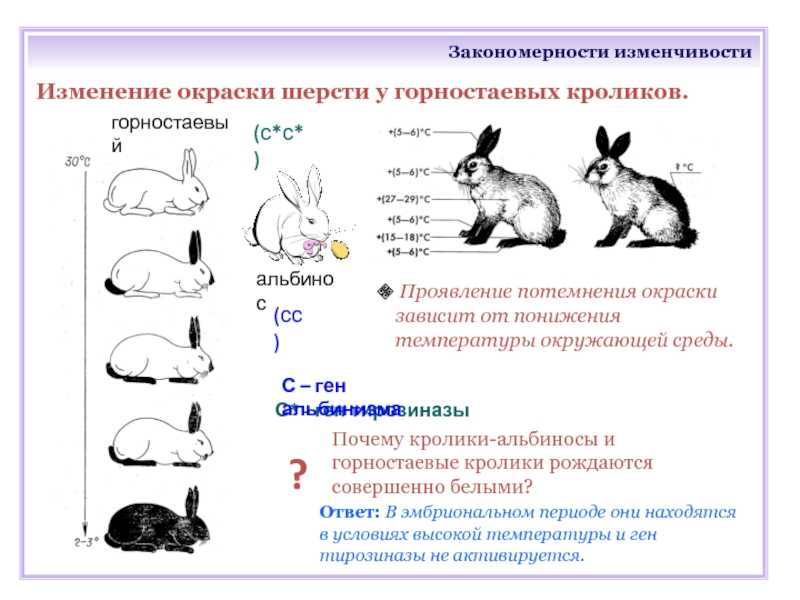 Доминантные признаки мыши. Модификационная изменчивость кролик. Рецессивный эпистаз кролики. Горностаевый кролик модификационная изменчивость. Фенотипическая изменчивость кролика.