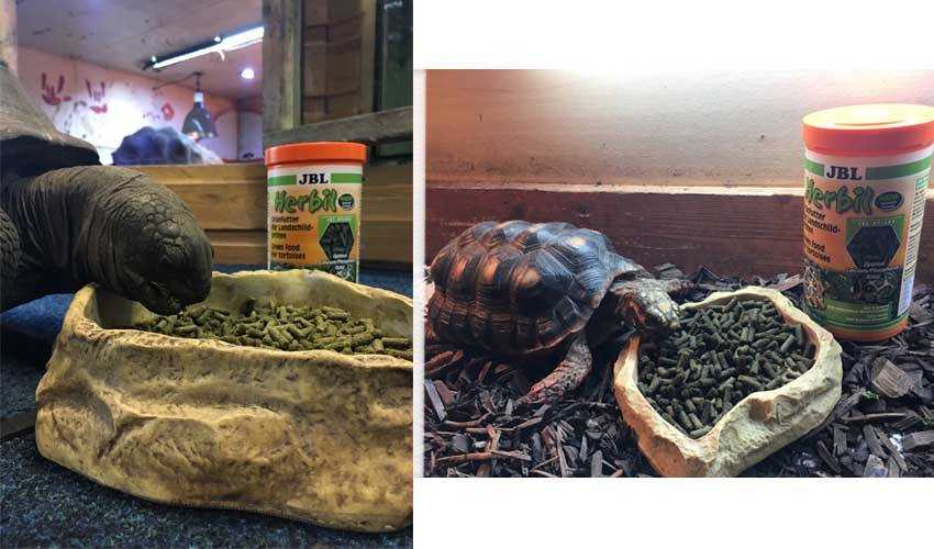 Чем кормить черепах: правила и советы питания, чем и сколько, что нельзя, фото и рекомендации