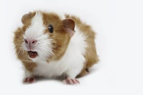 Любителям грызунов: что хочет сказать ваша крыса?