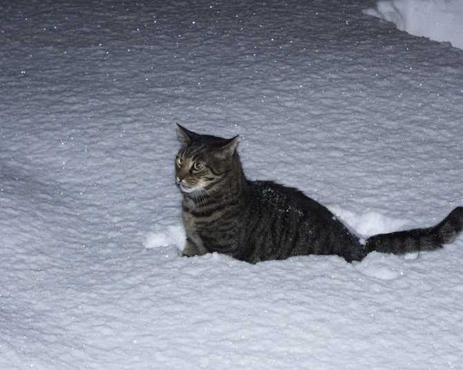 Холод для кошек: какую температуру выдерживают, переохлаждение