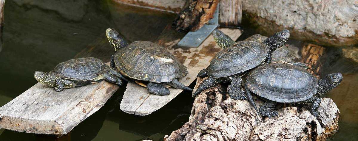Разведение сухопутных черепах в неволе: необходимые условия для получения потомства