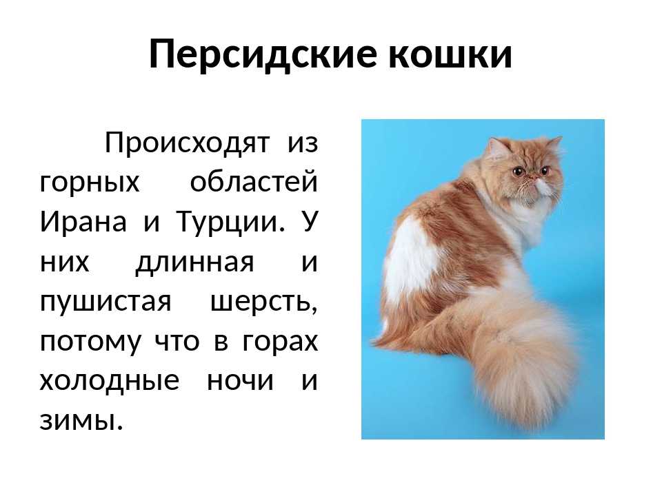 Проект про кошек. Сообщение о кошке. Доклад про кошек. Презентация про кошек. Информация про кошек