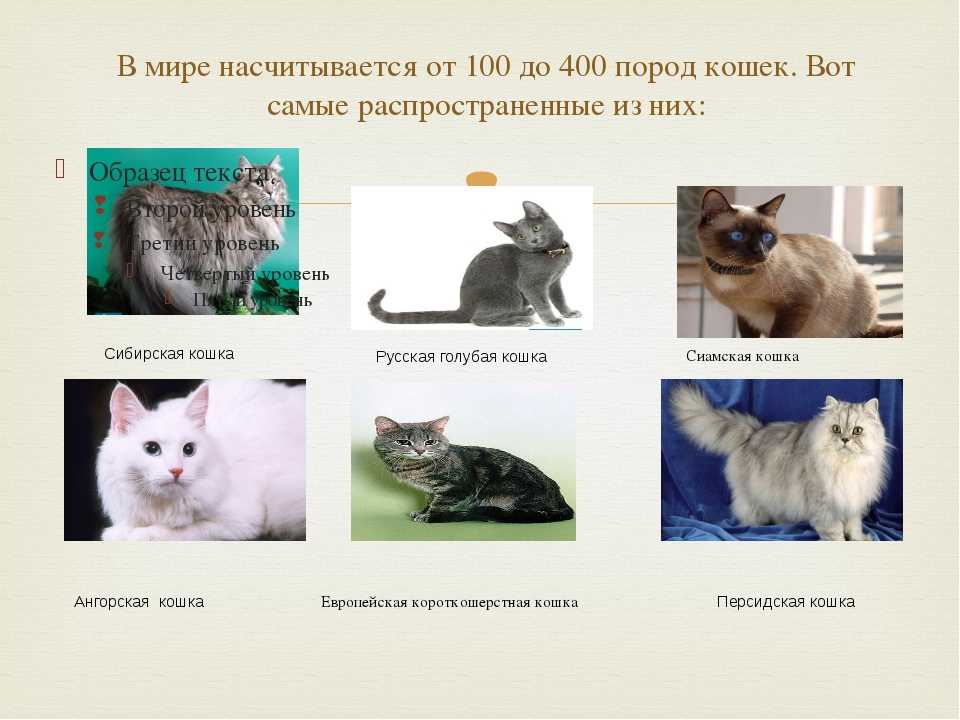Сколько видов кошек существует в мире? сколько пород кошек существует в мире. сколько существует признанных пород кошек