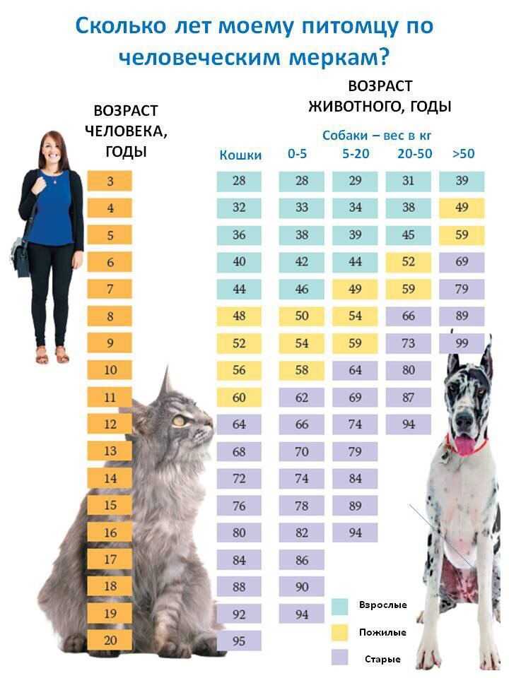 Продолжительность жизни кошек и котов | средняя, составляет лет, таблица