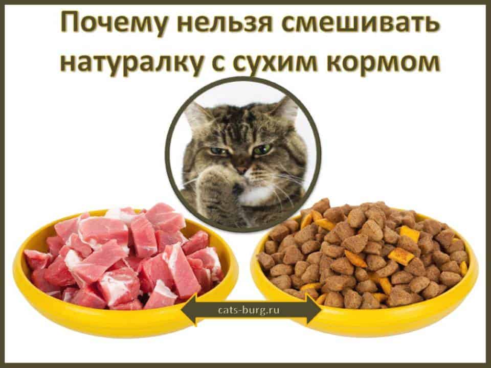 Особенности здорового и правильного питания кошек и котов в домашних условиях. Виды кормов и кормление в зависимости от возраста кошки.