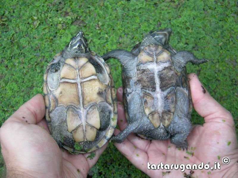 Как определить пол красноухой черепахи: способы отличить самца от самки