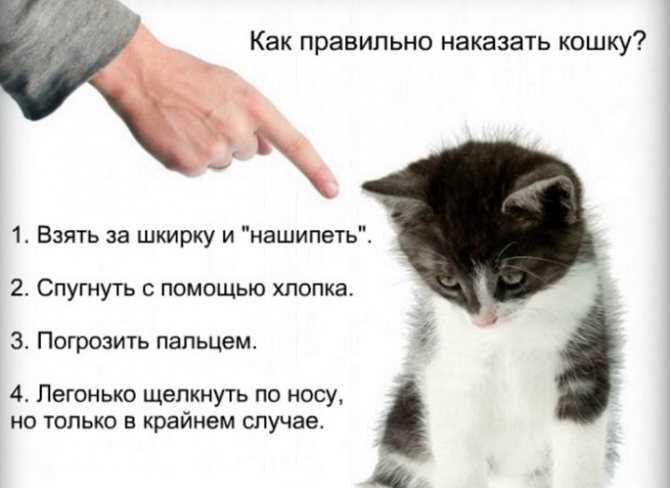 Почему кот или кошка кусается, когда их гладишь