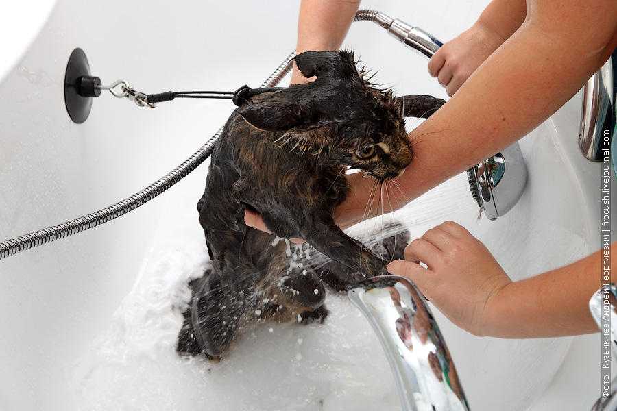 Можно ли мыть кормящую кошку после родов - oozoo.ru