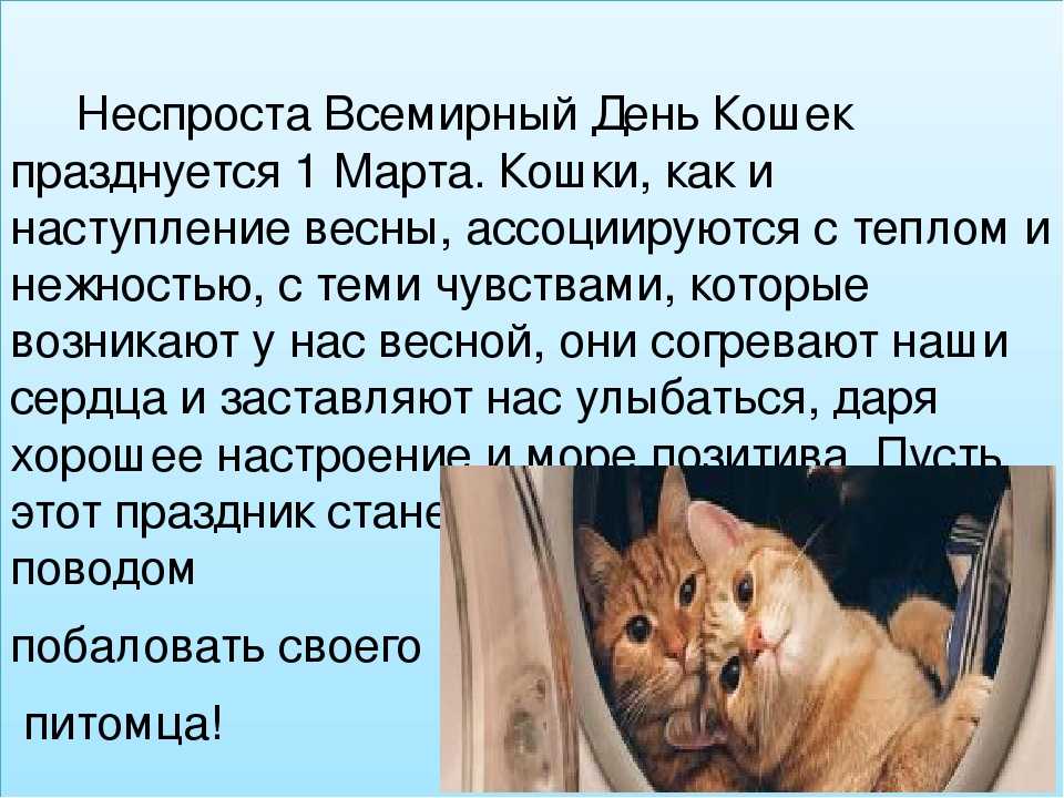 День котиков в россии. Всемирный день кошек. День кошек история праздника.