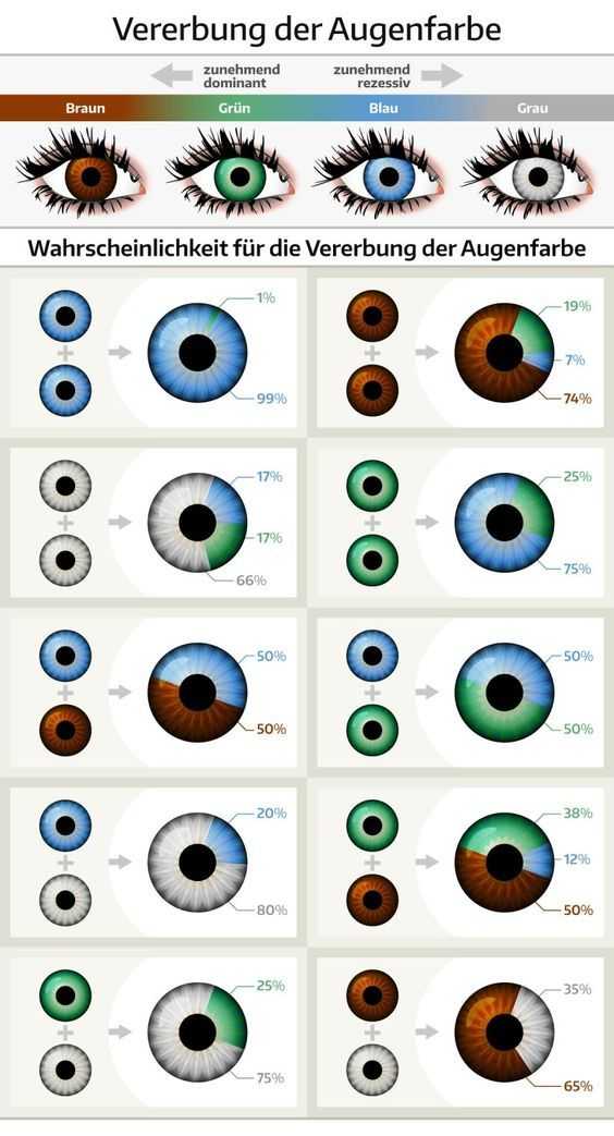 Наследование цвета глаз у человека: таблица