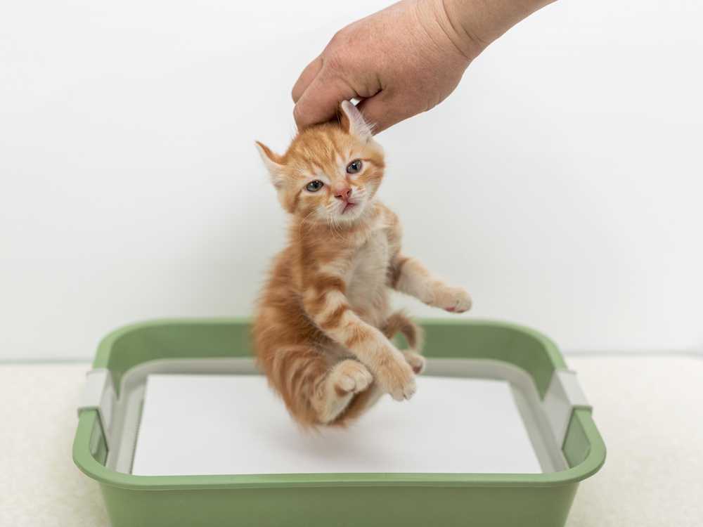 Как быстро приучить котенка к лотку: проверенные способы