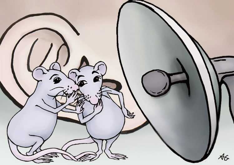 Почему домашняя крыса лижет руки