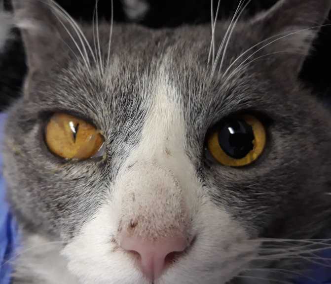 Очи черные: 7 причин, почему у кошки сильно расширяются зрачки