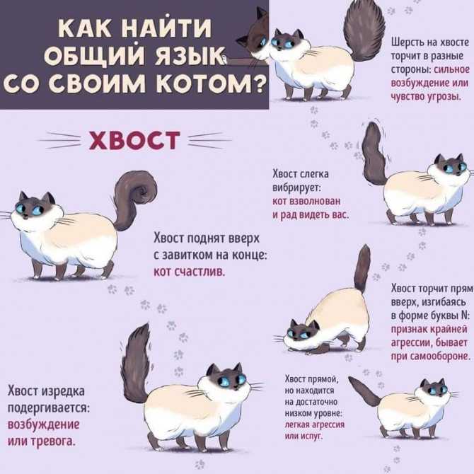 Переводчик с кошачьего на человеческий: как научиться понимать язык кошки и говорить с ней?