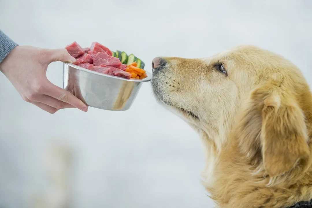 Чем кормить собаку после операции?