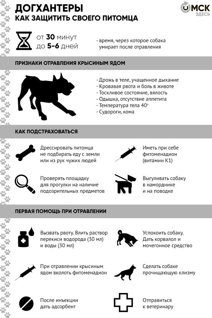 Отравление крысиным ядом у собак: определяем симптомы, первая помощь, антидот, лечение - блог о животных - zoo-pet.ru