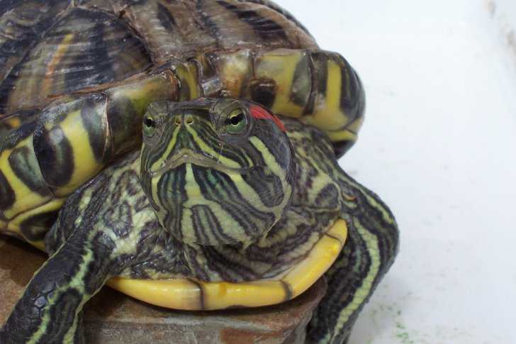 Спячка у красноухих черепах в домашних условиях: признаки, причины, уход (фото)