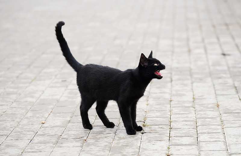 Что делать, если перебежала дорогу черная кошка | налево, направо, к чему, что значит