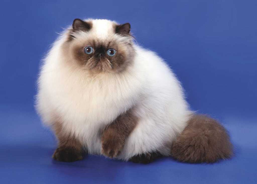 Гималайская кошка или персидский колор-пойнт ~ коточек