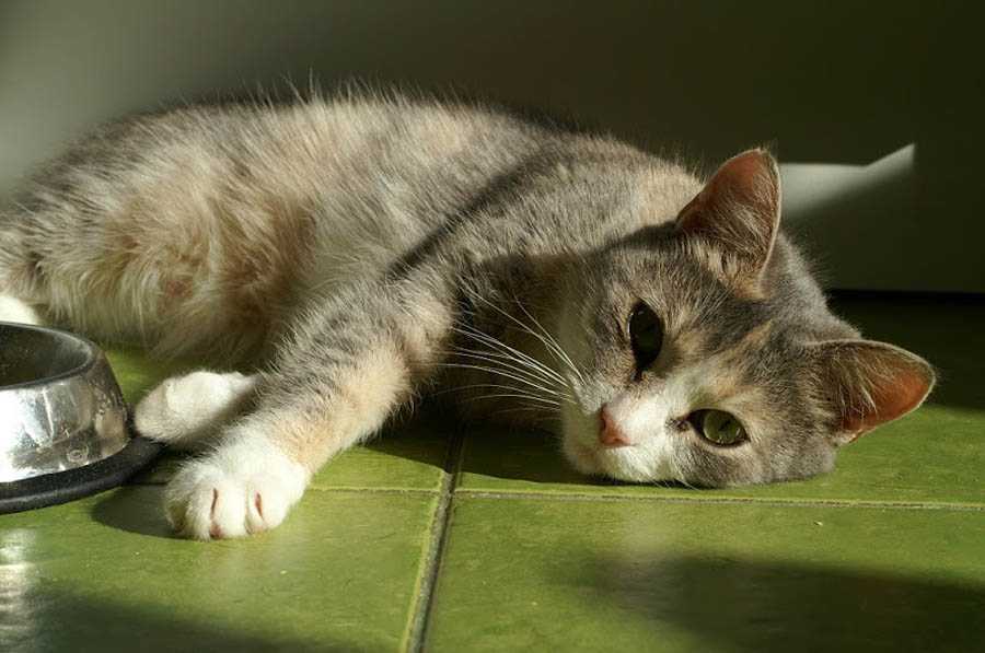 Отравление антифризом (этиленгликолем) у кошек