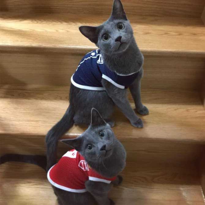Русская голубая кошка: фото, цена котенка, характер и описание породы