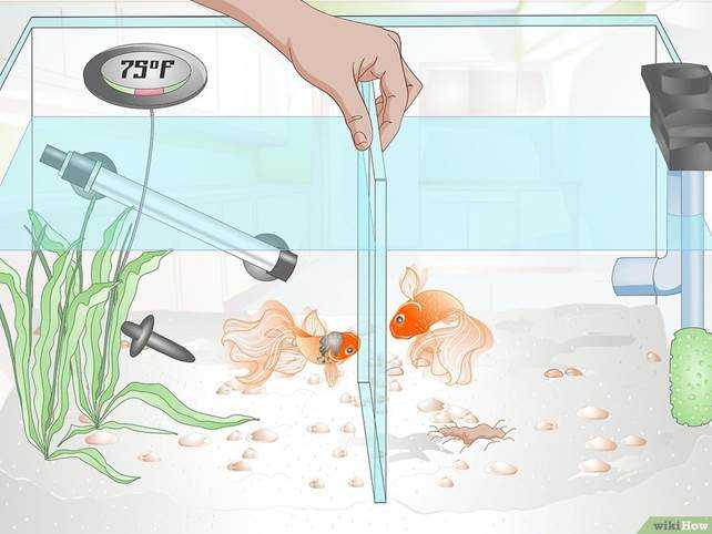 Как помыть аквариум перед запуском рыб