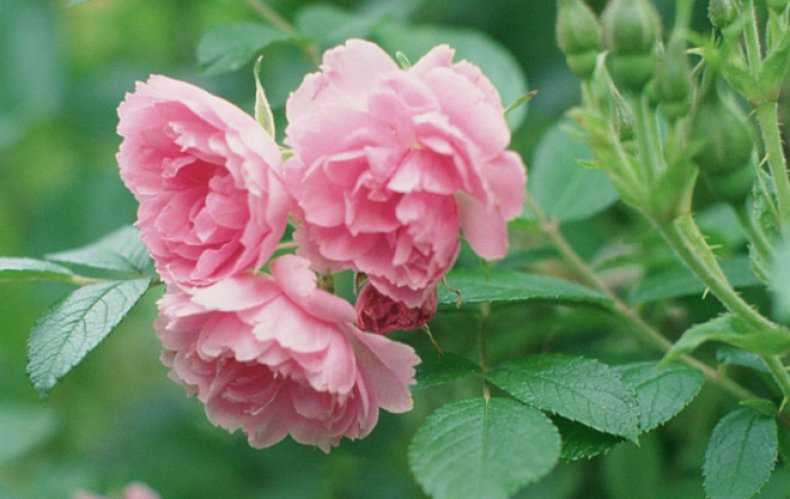 Морщинистый шиповник или роза морщинистая, отличие от майского и собачьего