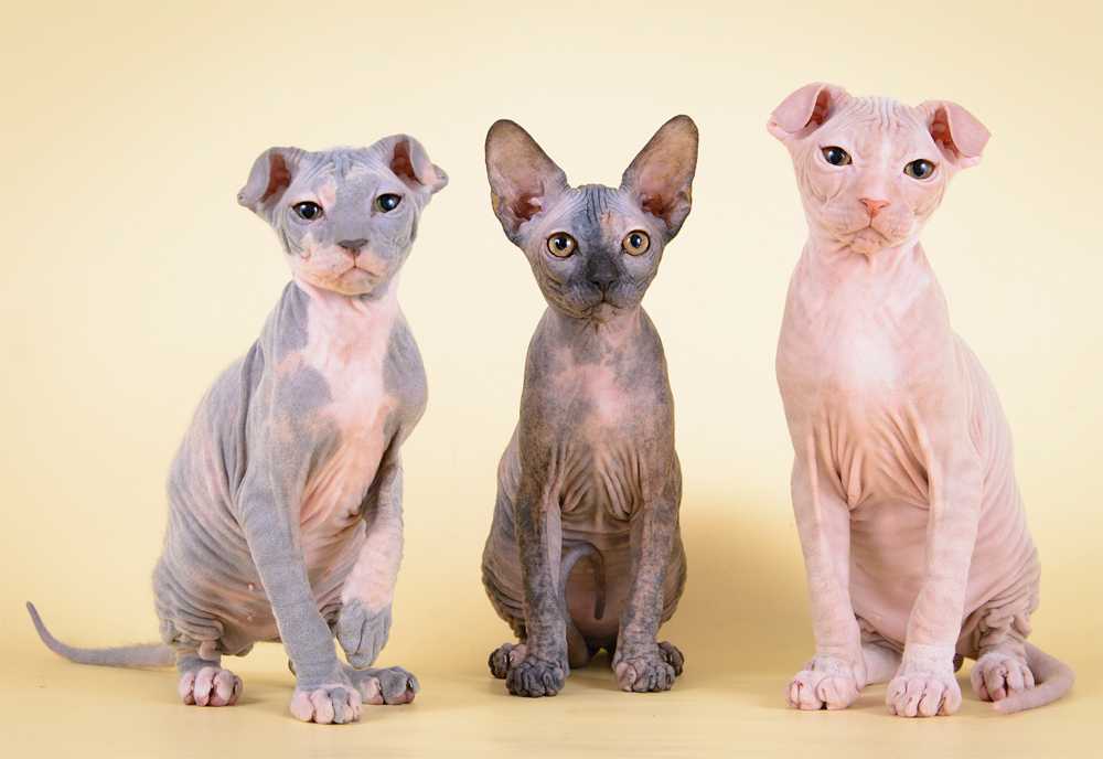 Породы кошек выведенные селекционерами