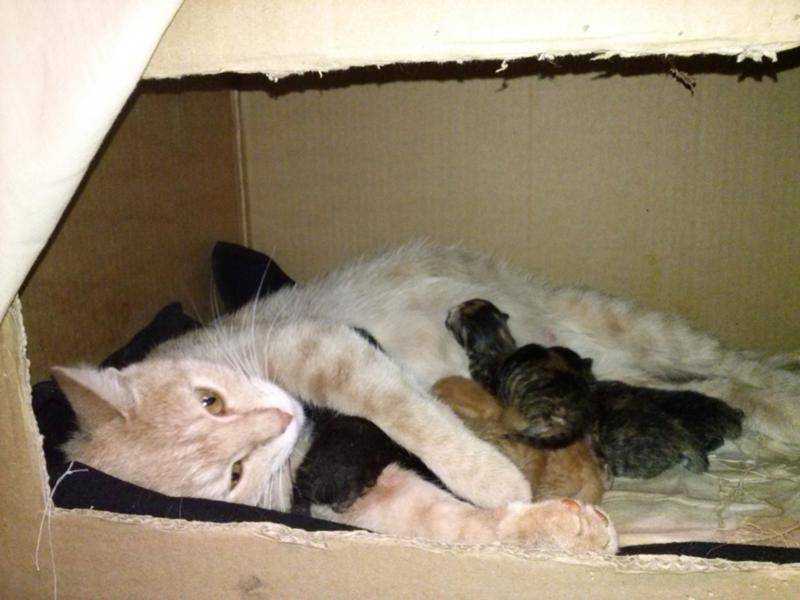 Кошка родила мертвых котят: что делать хозяевам? - блог о животных - zoo-pet.ru