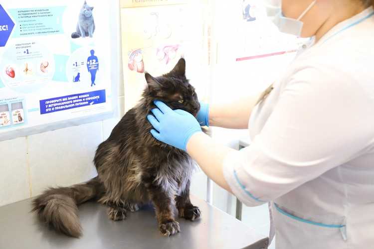 Подробный список болезней кошек с лечением - ветеринарная клиника в зеленограде "polivet"
