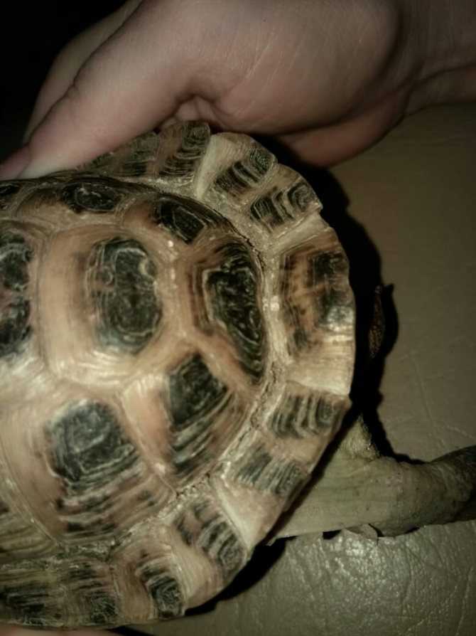 Максимальный размер домашней черепахи