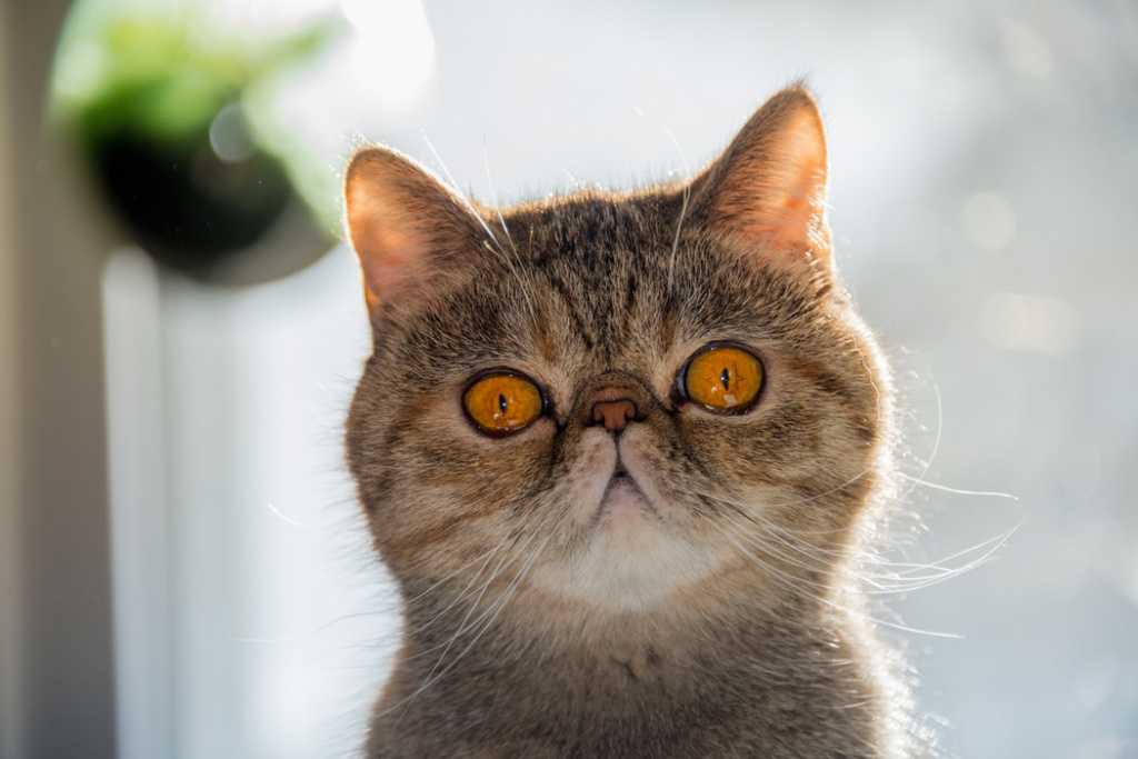 Китайская кошка (31 фото): как выглядит? какие породы существуют? особенности породы ли хуа и других. нюансы их содержания