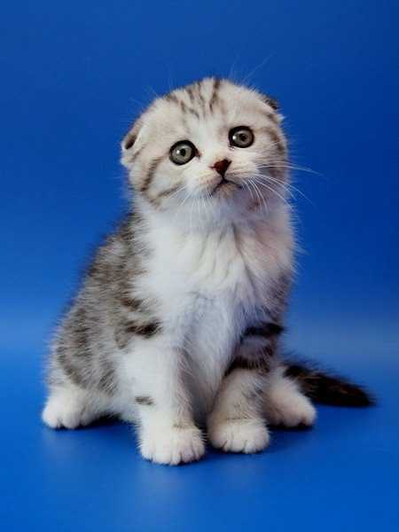 Имя для шотландского кота: прикольные и красивые мужские клички для котят-мальчиков шотландской породы