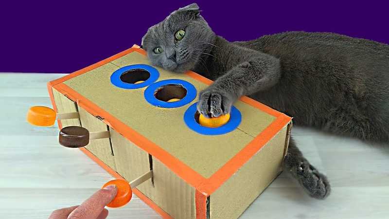 Игрушки для кошек своими руками: от самых простых до интерактивных