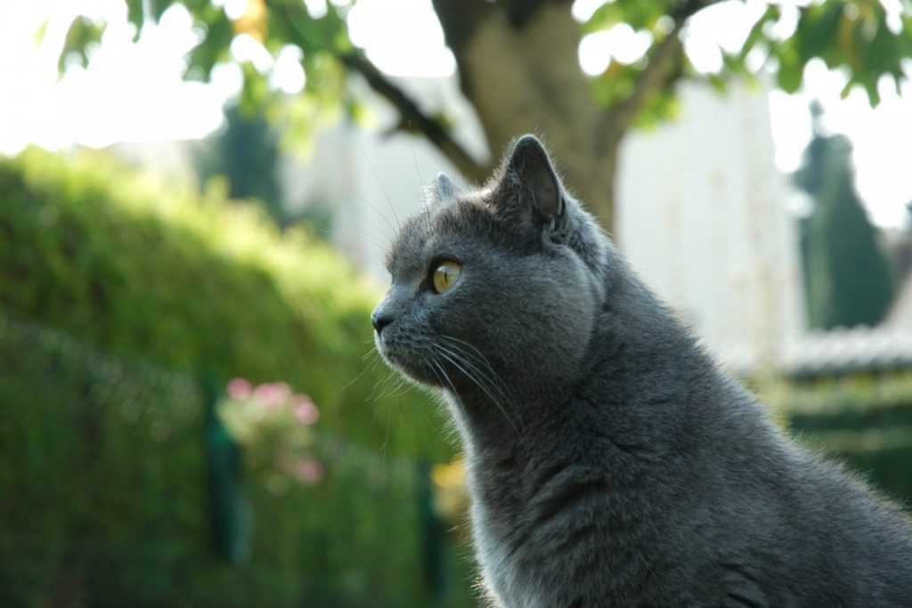 Шартрез кошка. описание, особенности, характер, уход и цена породы шартрез