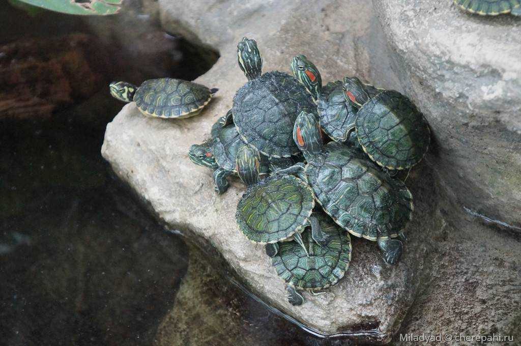 Рождение черепашки: как появляются на свет детеныши, что нужно знать о новорожденных черепахах