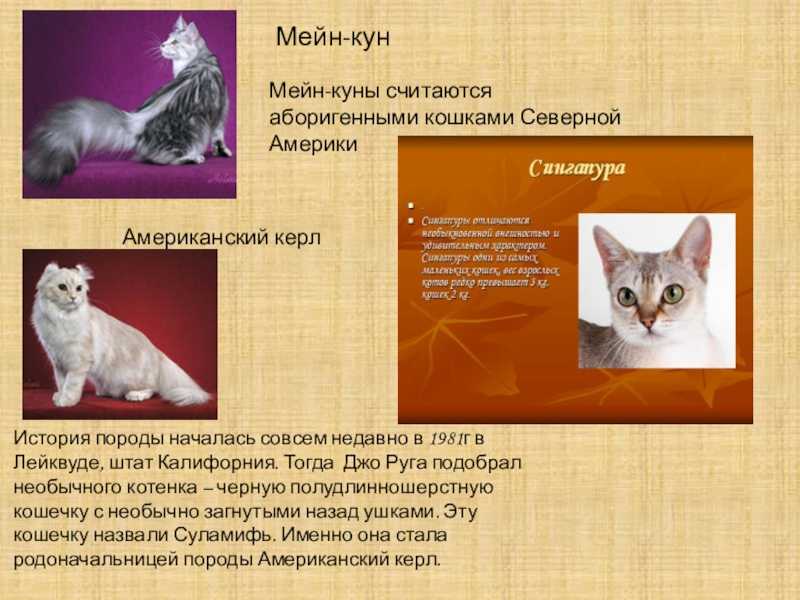 Особенности породы кошек американский кёрл, фото и отзывы