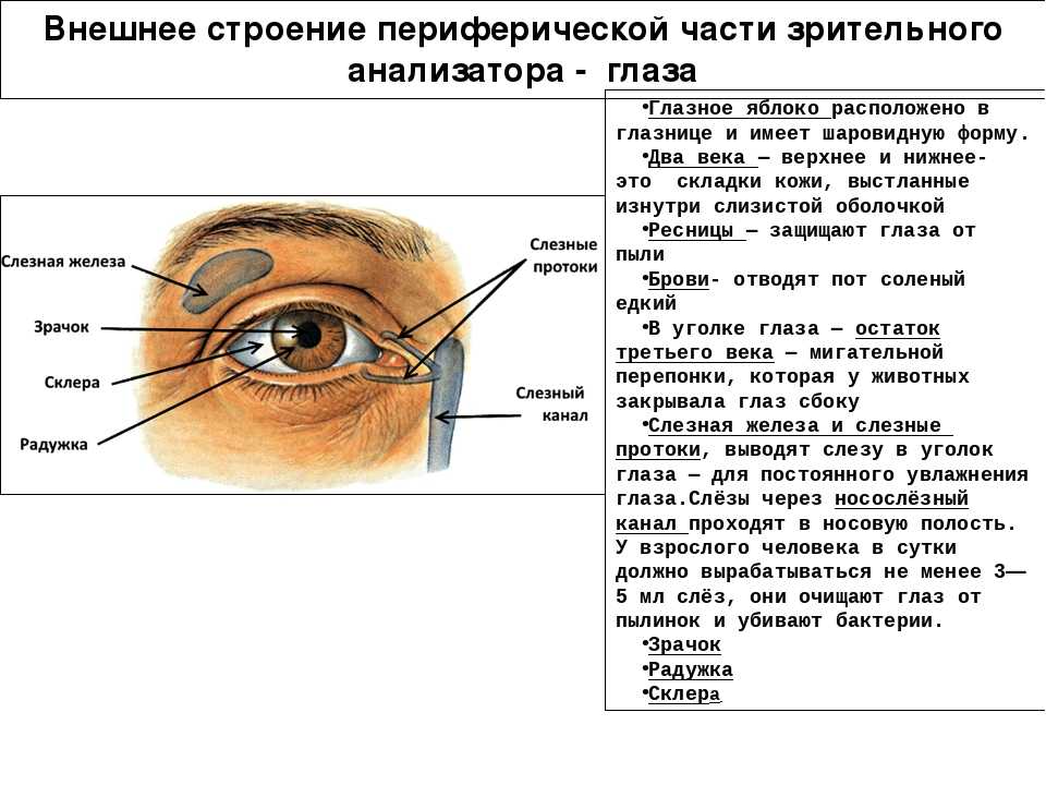 Сверху и снизу глаза. Схема строения глазного анализатора. Зрительный анализатор строение глаза таблица. Глазной анализатор строение и функции. Строение глаза сбоку.