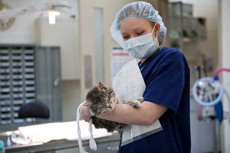Поведение кошки после операции стерилизации