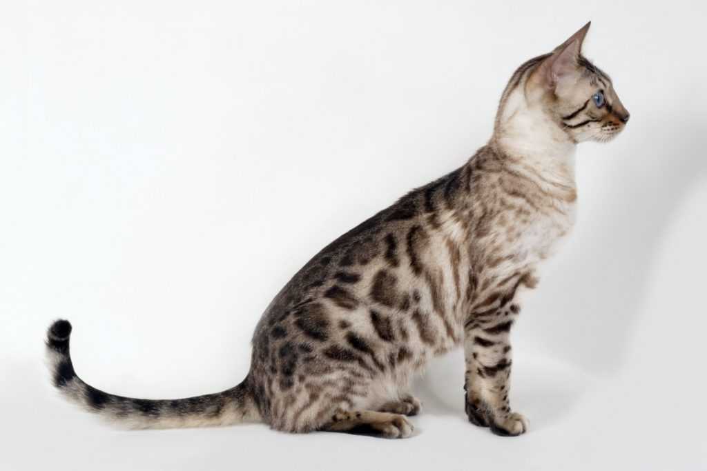 Кошка серенгети: фото, цена в россии, характер и особенности породы