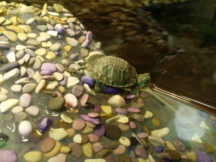 Красноухая черепаха в аквариуме – советы по содержанию