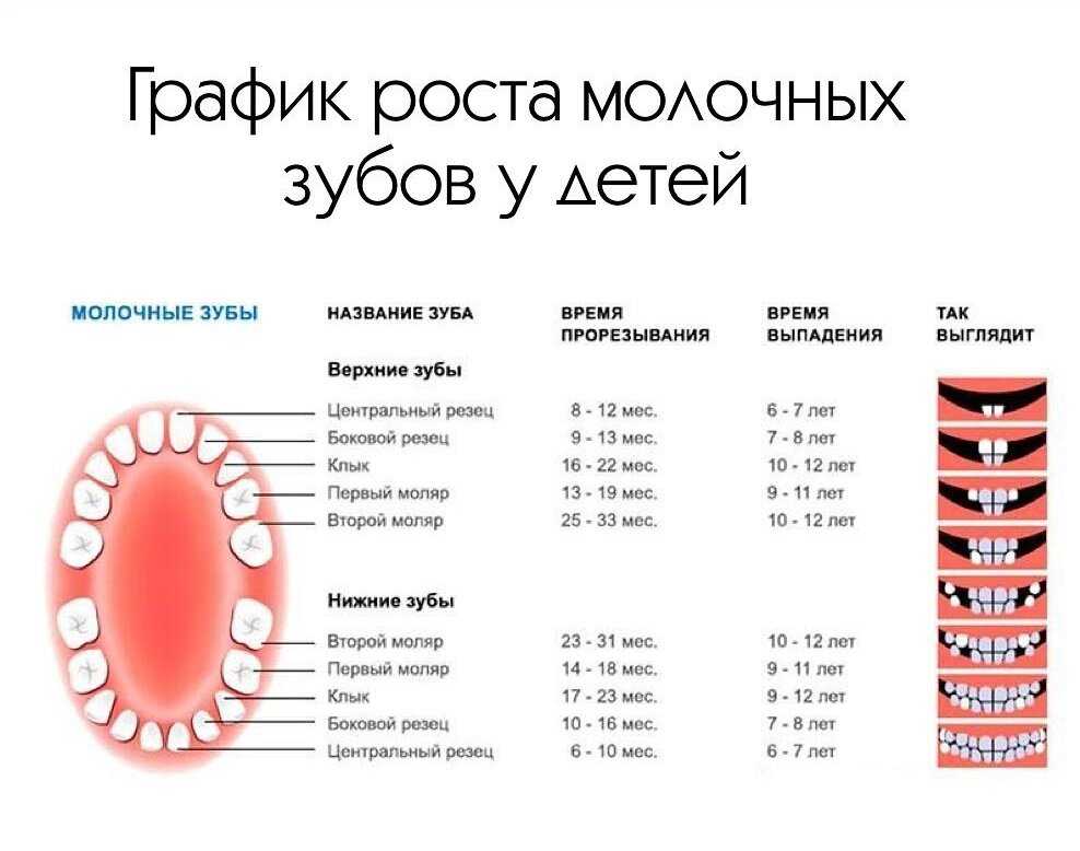 Смена молочных зубов - особенности, сроки | разбираемся - центр стоматологии «тихонова» в туле