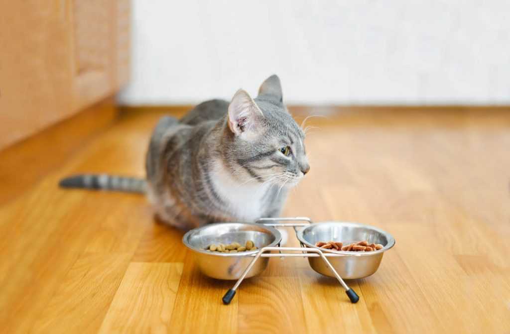 Домашняя еда для котенка рецепты