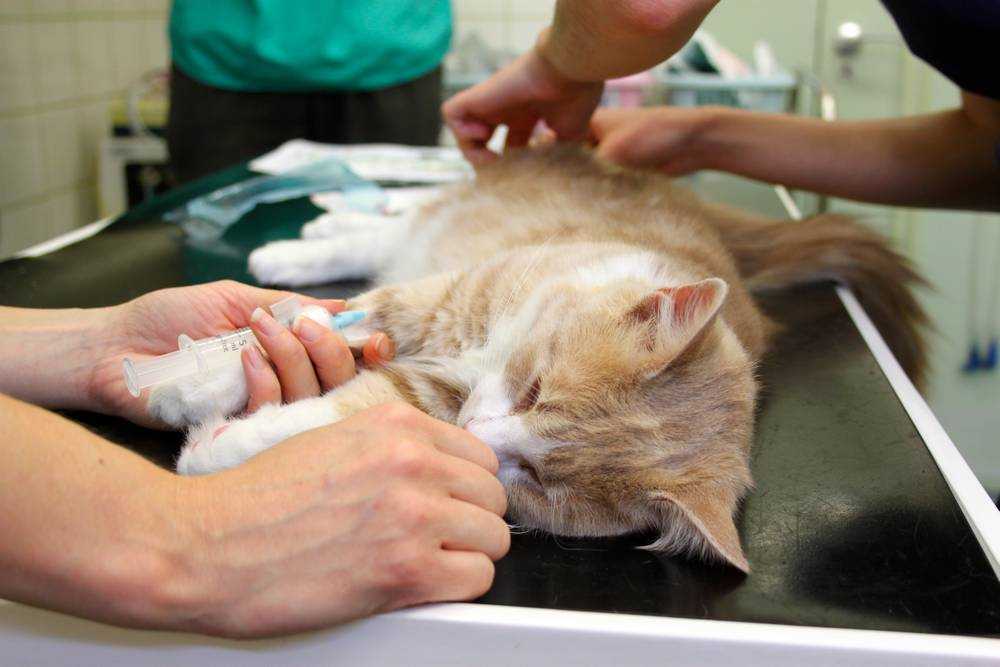 Стерилизация кошек: сколько времени кошка отходит от наркоза | огородники
