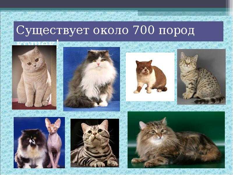 Сколько пород кошек существует в мире