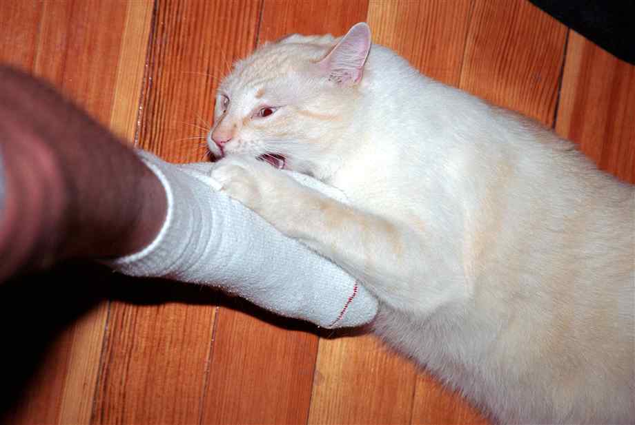 Почему моя кошка кусает меня за ноги?