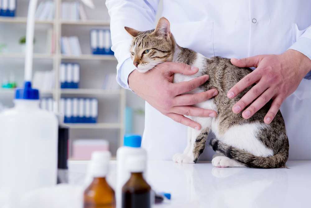 Основные болезни кошек и их симптомы