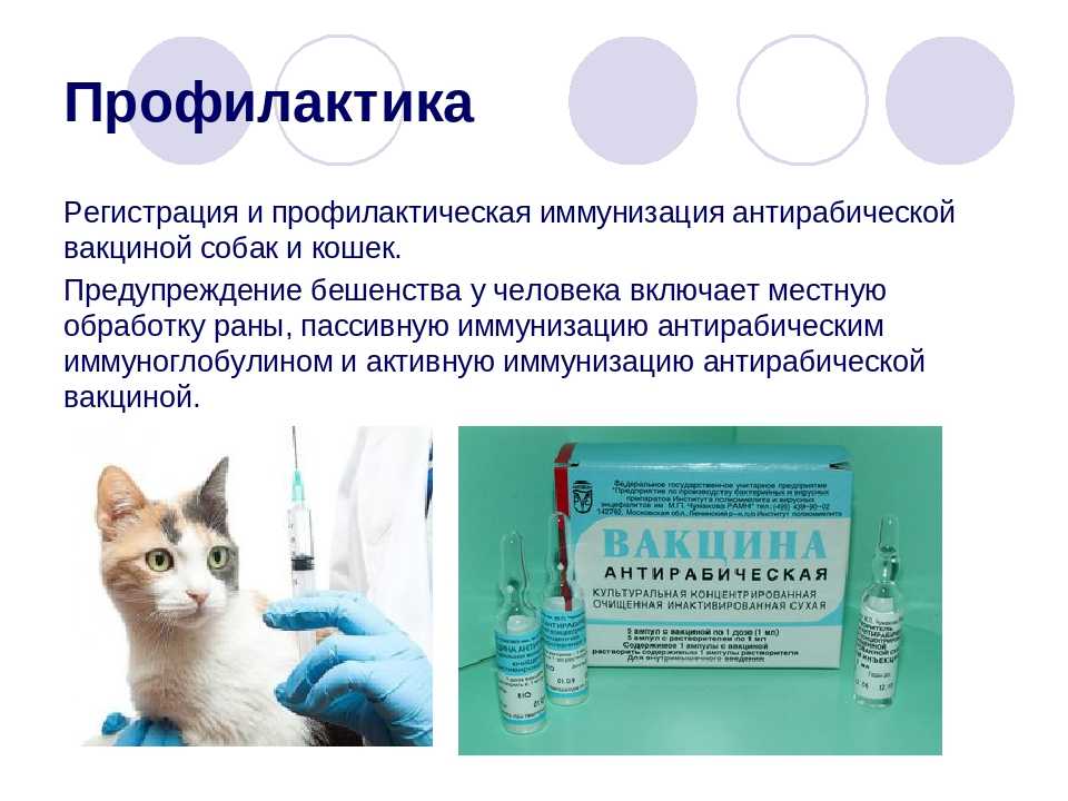 Вакцины для собак